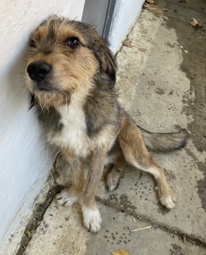 Flóki, geb. ca. 11 2023, lebt in GRIECHENLAND, auf einer privaten Pflegestelle  Bild 9