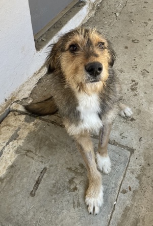 Flóki, geb. ca. 11 2023, lebt in GRIECHENLAND, auf einer privaten Pflegestelle  Bild 7