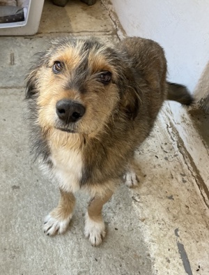 Flóki, geb. ca. 11 2023, lebt in GRIECHENLAND, auf einer privaten Pflegestelle  Bild 2