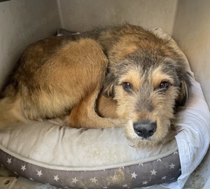 Flóki, geb. ca. 11 2023, lebt in GRIECHENLAND, auf einer privaten Pflegestelle  Bild 10