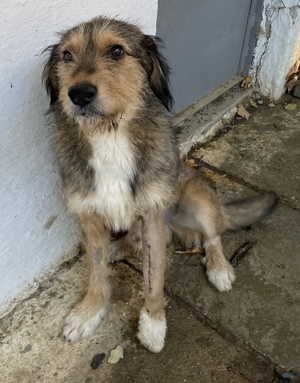 Flóki, geb. ca. 11 2023, lebt in GRIECHENLAND, auf einer privaten Pflegestelle  Bild 3