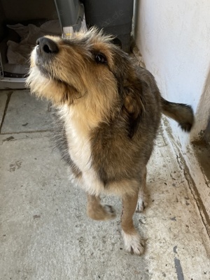 Flóki, geb. ca. 11 2023, lebt in GRIECHENLAND, auf einer privaten Pflegestelle  Bild 5