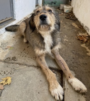 Flóki, geb. ca. 11 2023, lebt in GRIECHENLAND, auf einer privaten Pflegestelle  Bild 8