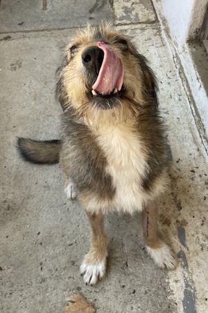 Flóki, geb. ca. 11 2023, lebt in GRIECHENLAND, auf einer privaten Pflegestelle  Bild 4