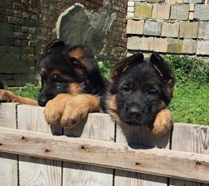 Deutsche Schäferhundwelpen 