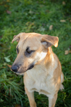 *MURPHY*: Menschenbezogen, lieb, aktiv, manchmal etwas stürmig
