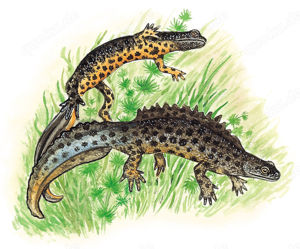 Triturus cristatus 