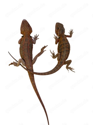 Bartagamen   Pogona vitticeps