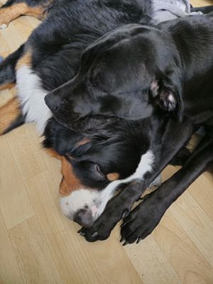 Berner Corso (Cane Corso & Berner Sennenhund)