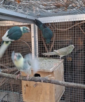 Ziegensittiche Jungvögel 