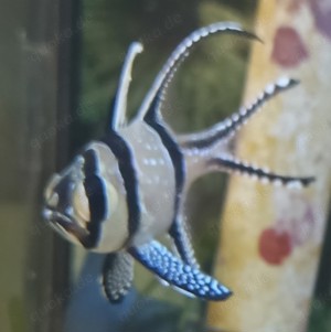 Meerwasser Banggai-Kardinalbarsch