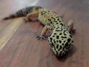 Leopardgecko abzugeben