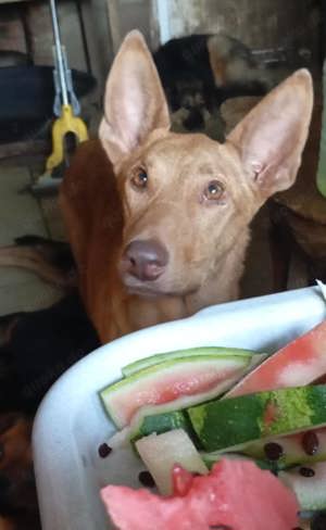 Amalia, lieb, verträglich, aktiv.  Bild 5