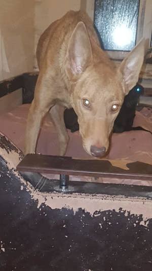 Amalia, lieb, verträglich, aktiv.  Bild 3