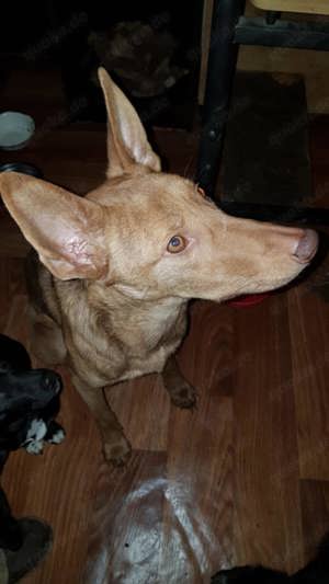 Amalia, lieb, verträglich, aktiv.  Bild 4