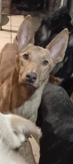 Amalia, lieb, verträglich, aktiv. 