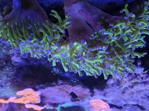 Korallen Euphyllia Bi-Color   Paraancora 