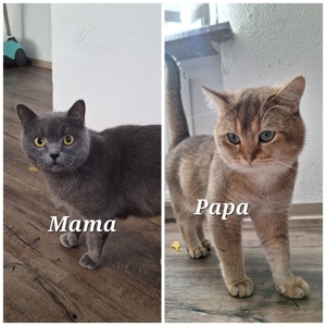 Reinrassige Britisch Kurzhaar Katzenbabys BKH Bild 4