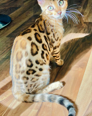 snow lynx mink und braune Bengal Kitten  Bild 3