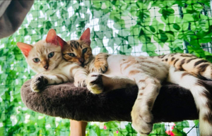 snow lynx mink und braune Bengal Kitten  Bild 2