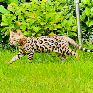 snow lynx mink und braune Bengal Kitten  Bild 4