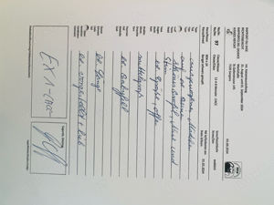 snow lynx mink und braune Bengal Kitten  Bild 5