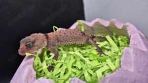1.2 Nephrurus cintus