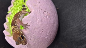 1.1 underwodiisaurus millis weibchen Wahrscheinlich gravide