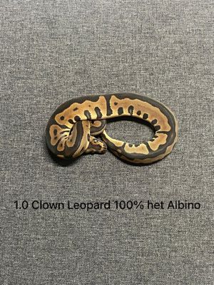 Königspythons abzugeben