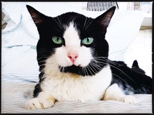 anhänglicher Kater Charlie sucht ein tolles Zuhause