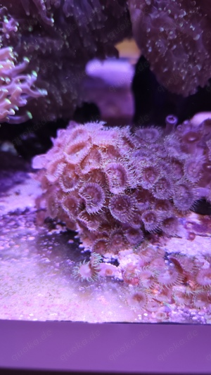 Meerwasser Aquarium Salzwasser Zoahntus 