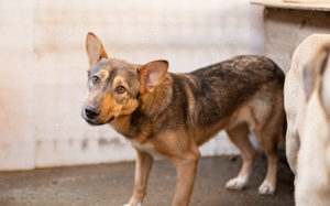 Biene, eine sensible Hündin in Schäferhundoptik