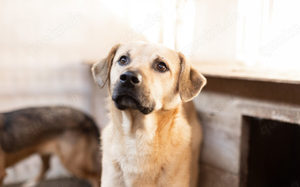 Unsicherer Louis sucht liebevolles Zuhause