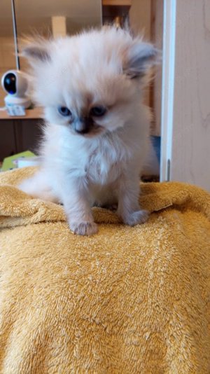 Reinrassige Heilige Birma Kitten