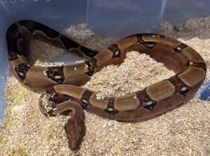 0,1 Berry Blood Pos VPI Boa constrictor  Bild 3