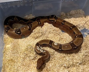 0,1 Berry Blood Pos VPI Boa constrictor  Bild 4