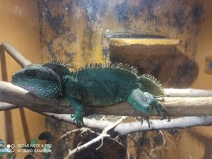 Männliche Wasseragame abzugeben