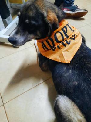 Nancy - schenkst du ihr ein liebevolles Zuhause? Bild 3