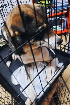 Nancy - schenkst du ihr ein liebevolles Zuhause? Bild 4