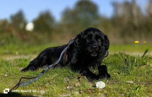 Senior ROKKO    sucht Familienanschluss Bild 5