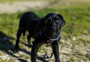 Senior ROKKO    sucht Familienanschluss Bild 2