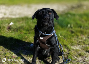 Senior ROKKO    sucht Familienanschluss Bild 3