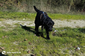 Senior ROKKO    sucht Familienanschluss Bild 4