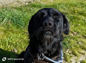 Senior ROKKO    sucht Familienanschluss Bild 8