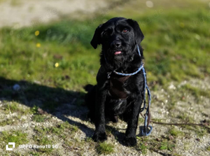 Senior ROKKO    sucht Familienanschluss Bild 7