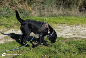 Senior ROKKO    sucht Familienanschluss Bild 9