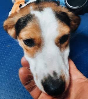 Nina sucht ein Zuhause für immer Bild 4