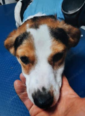 Nina sucht ein Zuhause für immer Bild 3