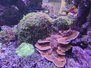 Korallen Anemonen Ableger Nachzuchten Meerwasser Starterpakete Mengenrabatt