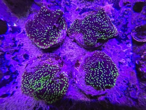 Korallen Anemonen Ableger Nachzuchten Meerwasser Starterpakete Mengenrabatt Bild 10